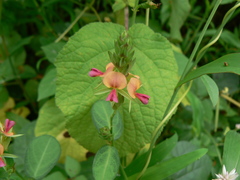 Alysicarpus sanjappae