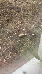 Streptopelia decaocto