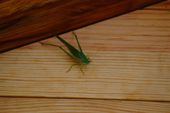 Philophyllia guttulata