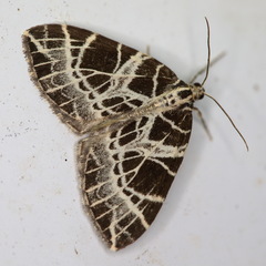 Eustroma reticulata
