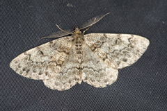 Deileptenia ribeata