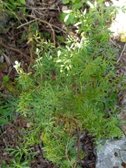Ruta angustifolia
