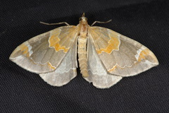 Eulithis pyropata
