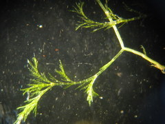 Cladophora pseudobainesii