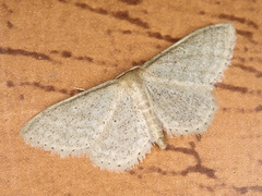 Idaea sylvestraria