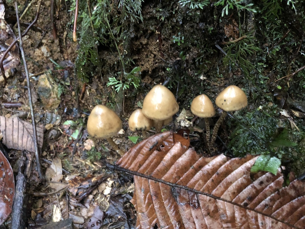 Psilocybe zapotecorum · October 2019 · photo: © blazeclaw (iNaturalist, cc-by)