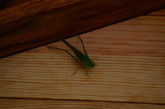 Philophyllia guttulata