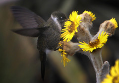 White-Bearded Helmetcrest photo 2