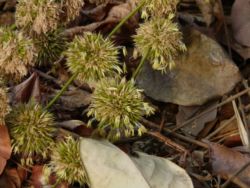 Dendrocalamus strictus, photograph 1