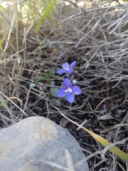 Veronica glauca