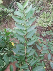Sclerocroton integerrimus