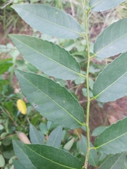 Sclerocroton integerrimus