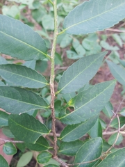 Sclerocroton integerrimus