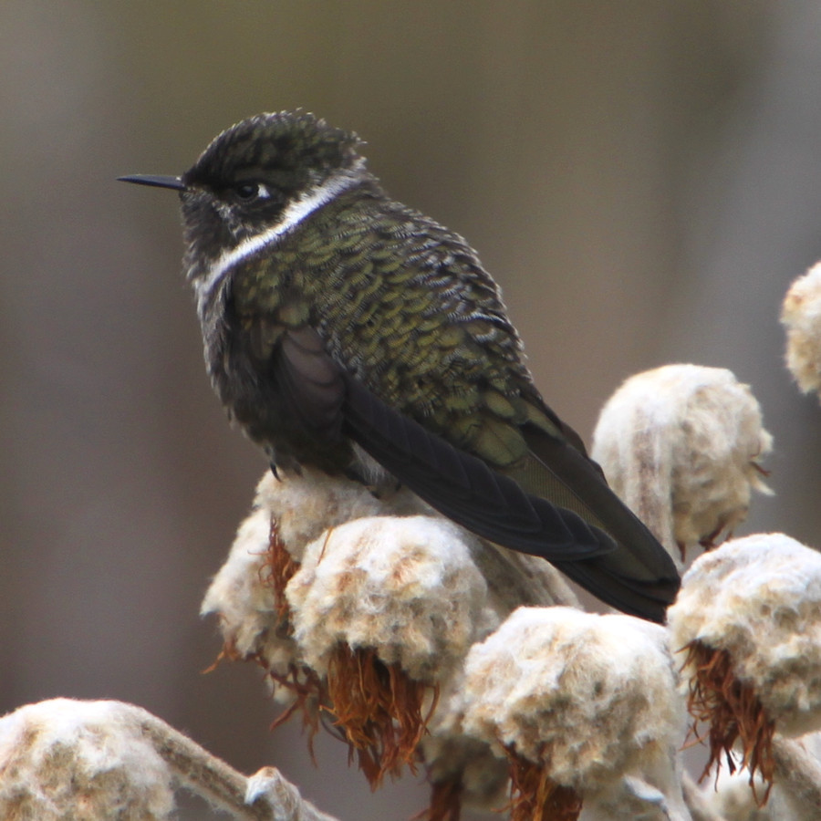 White-bearded Helmetcrest photo