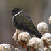 White-bearded Helmetcrest - Photo (c) Michael 2020, some rights reserved (CC BY-NC), uploaded by Michael 2020