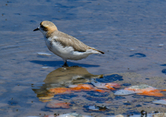Charadrius alticola