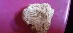 Pecten