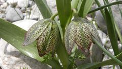 Fritillaria hakkarensis
