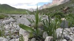 Fritillaria hakkarensis