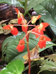 Begonia stenotepala
