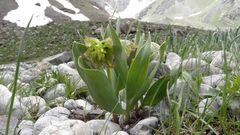 Fritillaria hakkarensis