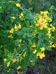 Coronilla valentina glauca