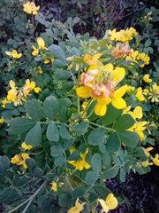 Coronilla valentina glauca