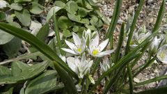 Ornithogalum