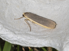 Eilema lurideola