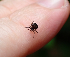 Araneus nox