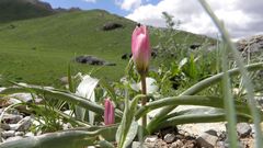 Tulipa humilis