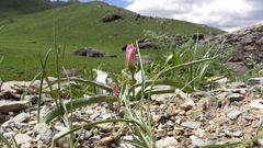 Tulipa humilis