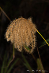 Miscanthus nepalensis