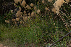 Miscanthus nepalensis