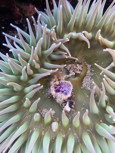 photo of Giant Green Anemone (Anthopleura xanthogrammica)