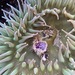 photo of Giant Green Anemone (Anthopleura xanthogrammica)