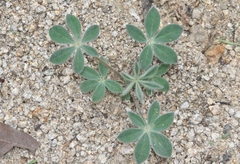 Lupinus huachucanus