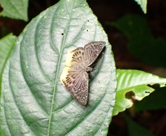 Mooreana trichoneura