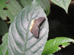 Mooreana trichoneura
