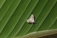 Pycnarmon levinia
