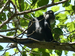 Cercopithecus mitis stuhlmanni