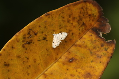 Pycnarmon levinia