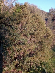 Juniperus phoenicea
