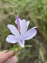 Barleria meyeriana