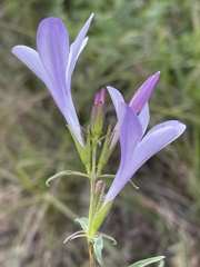 Barleria meyeriana