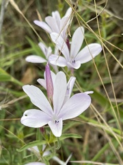 Barleria meyeriana
