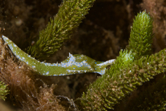Oxynoe viridis
