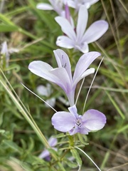 Barleria meyeriana