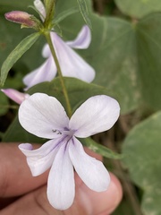 Barleria meyeriana