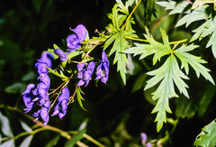 Aconitum degenii